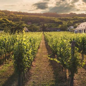 countryside wineyard