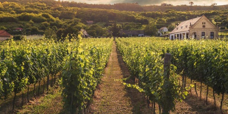 countryside wineyard