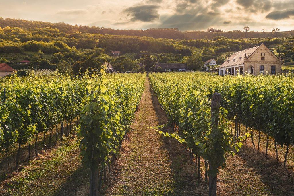 countryside wineyard